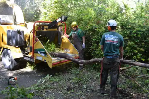 tree services Babbie